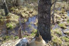 mobile_file_2022-06-15_07-14-08-1