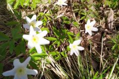 mobile_file_2022-06-15_07-14-08-3