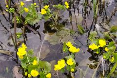 mobile_file_2022-06-15_07-14-08-4