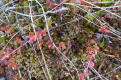 mobile_file_2022-06-15_07-14-08-6