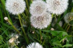 mobile_file_2022-06-15_07-24-06-3