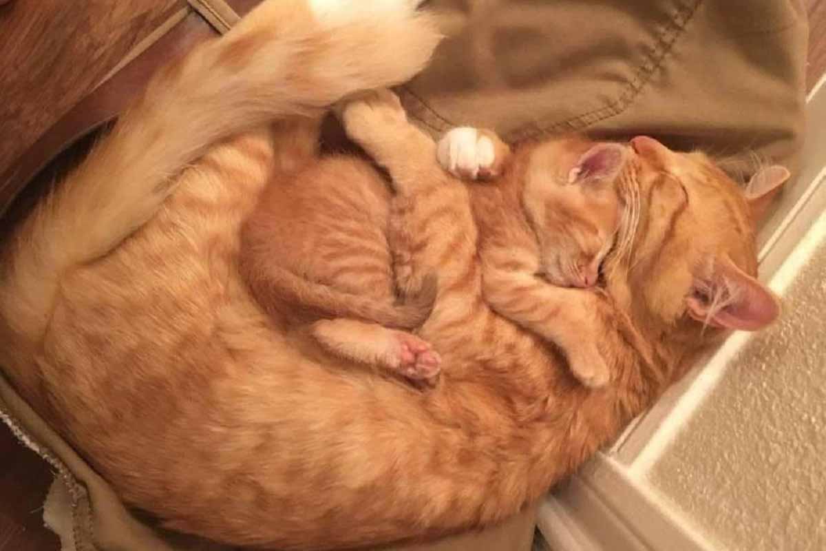 Котенок обнимается с мамой кошкой