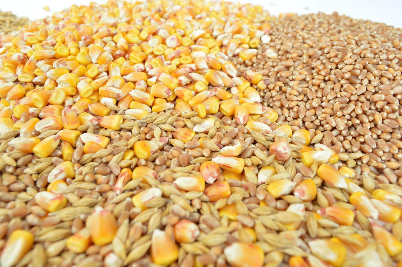 Еврокомиссия ищет пути вывоза зерна из Украины