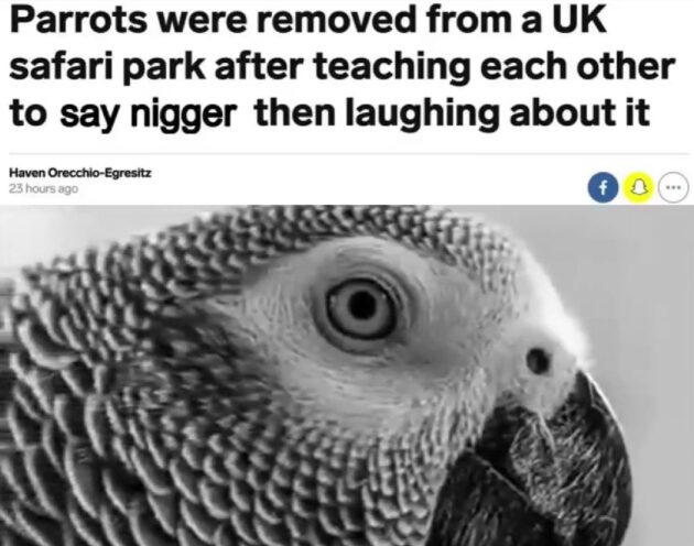 Попугай-расист