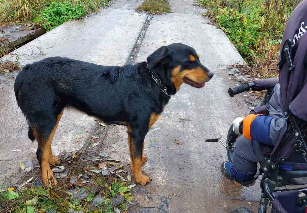 Наши домашние любимцы - собаки, кошки, попугаи и прочая живность