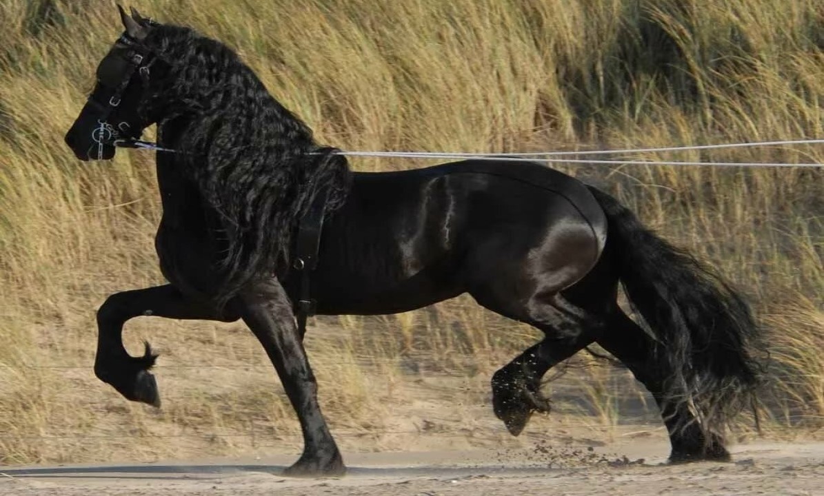 Черный окрас лошади. Фриз Фризская лошадь. Фризская лошадь породы лошадей. Пегая Фризская лошадь.