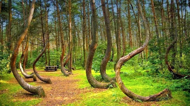 Лес Хойя-Бачу, Румыния