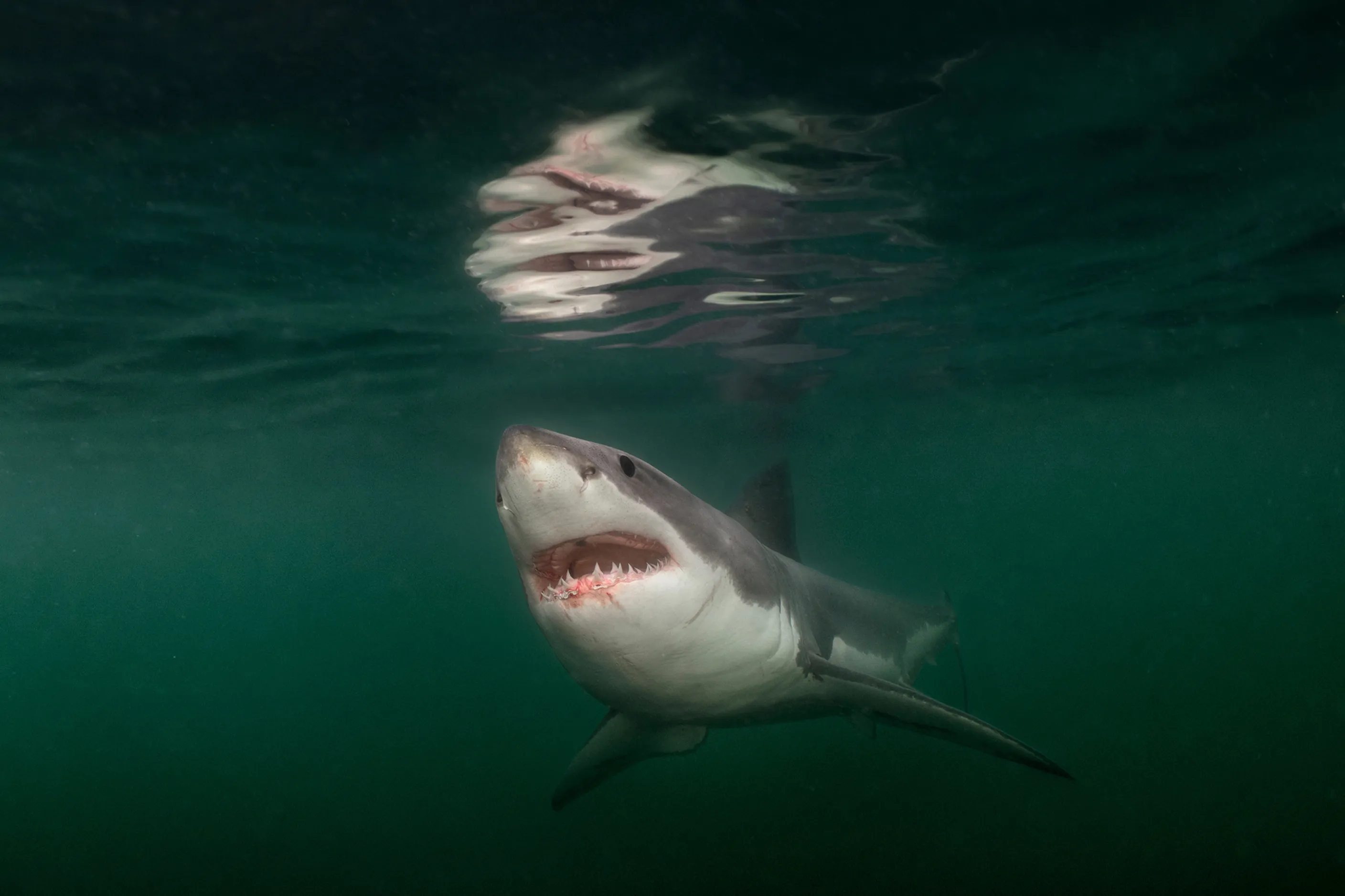 Белая акула