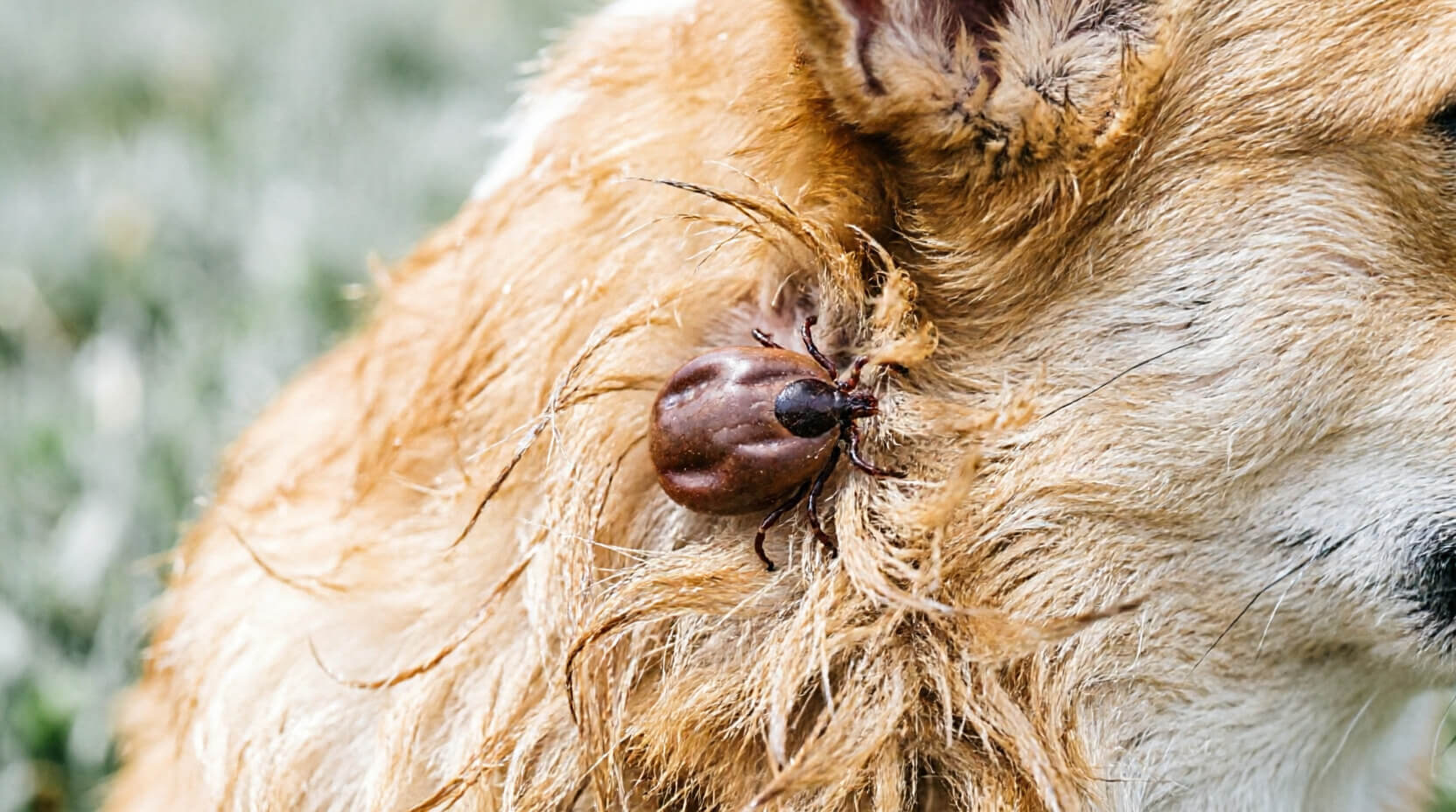 Клещ на собаке