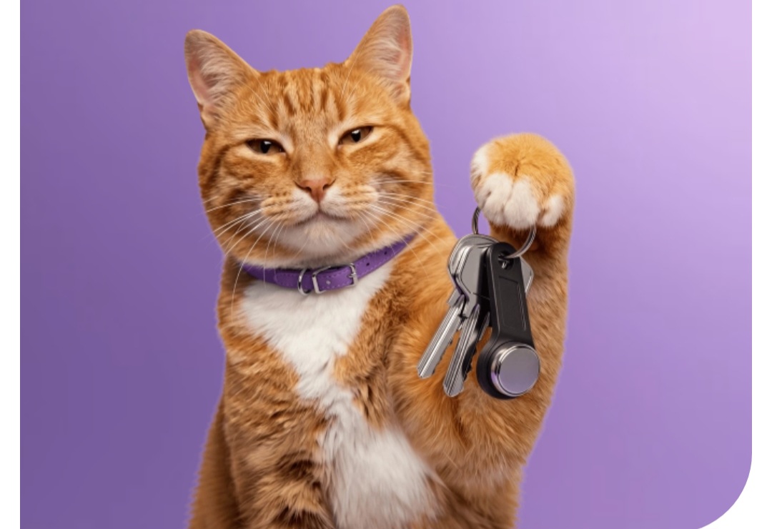 Кот с ключами от квартиры