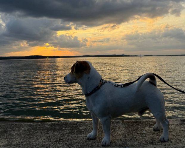 Где гулять с собакой в Минске: новые площадки и правила выгула
