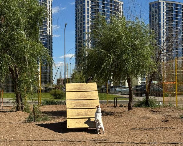 Где гулять с собакой в Минске: новые площадки и правила выгула