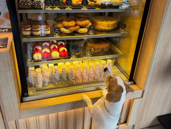 Где гулять с собакой в Минске: новые площадки и правила выгула