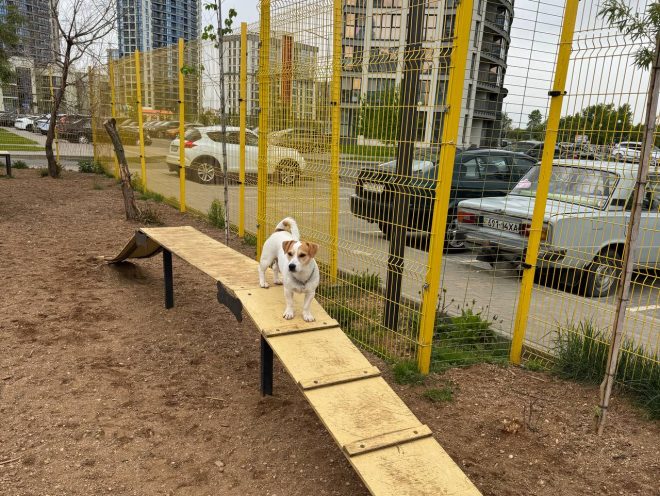 Где гулять с собакой в Минске: новые площадки и правила выгула