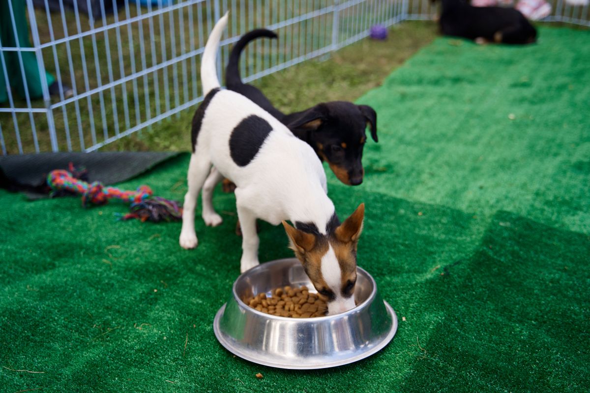 Pets Fest