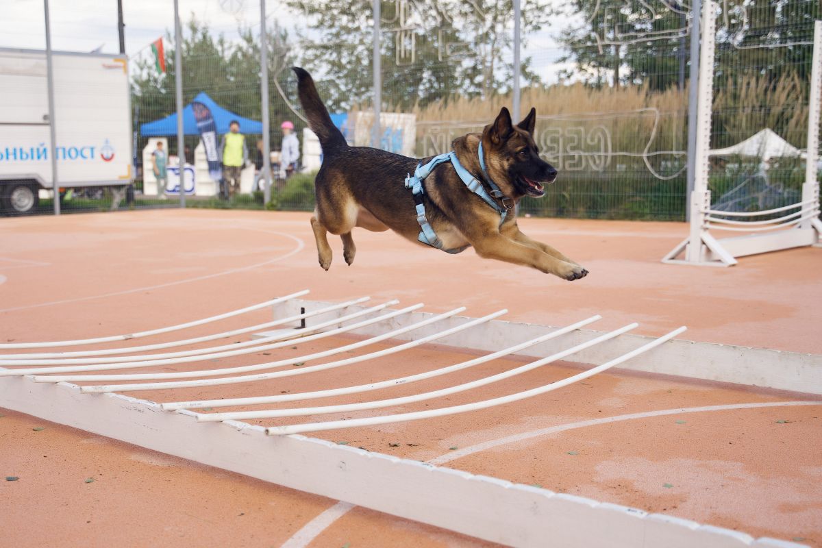Pets Fest