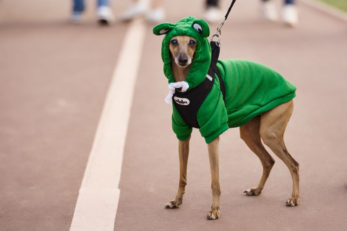 Pets Fest
