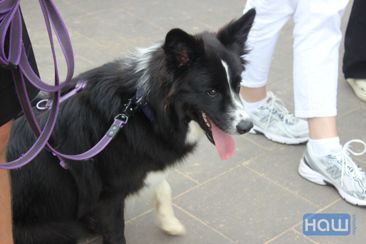 Черная собака на Pets Fest 2026