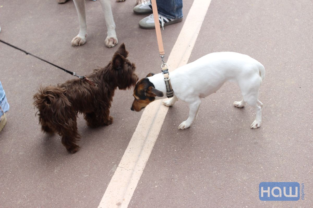 Собаки на Pets Fest 2026