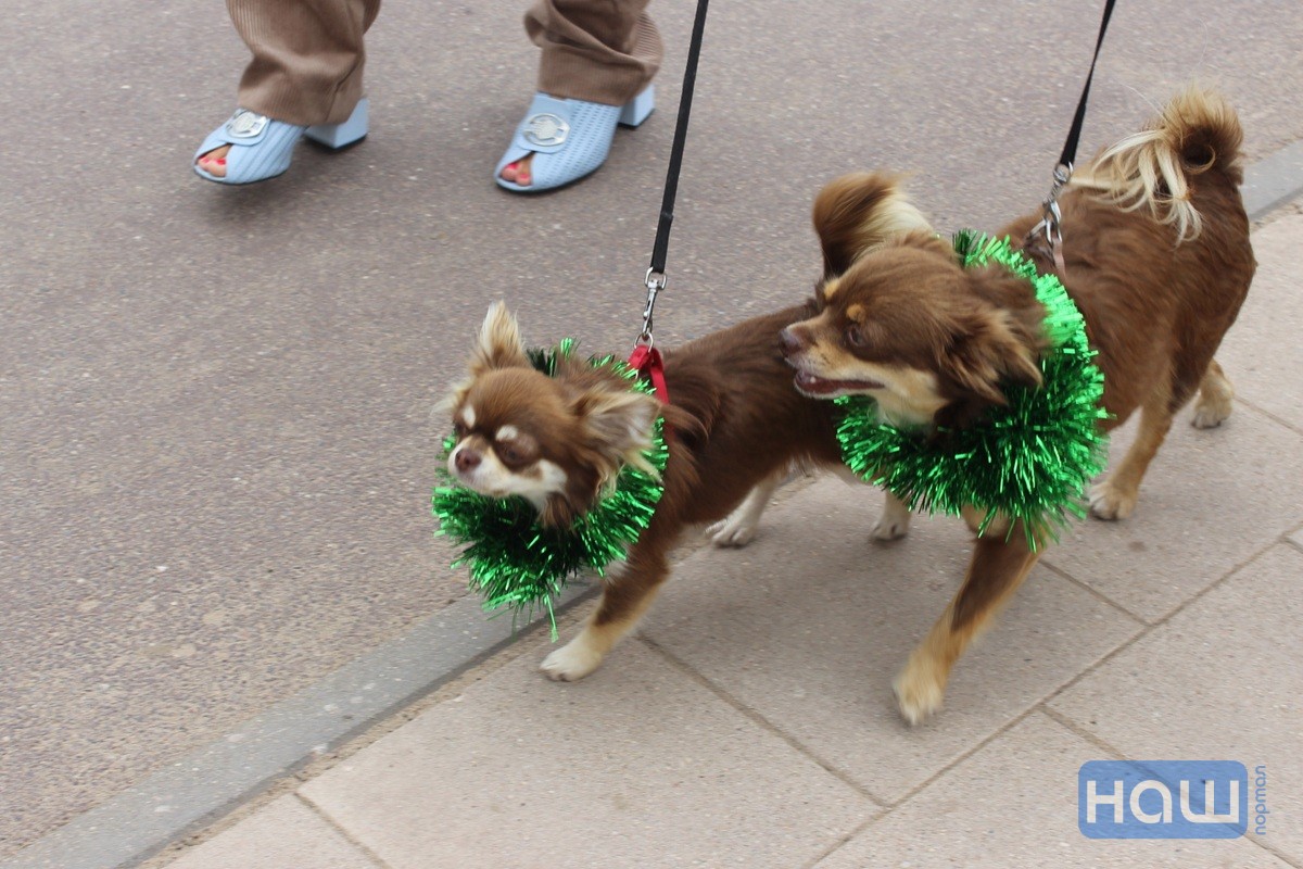 Собаки в ярких ошейниках на Pets Fest 2026