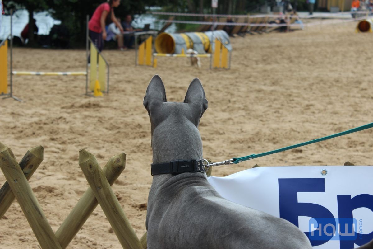 Собака на Pets Fest 2026