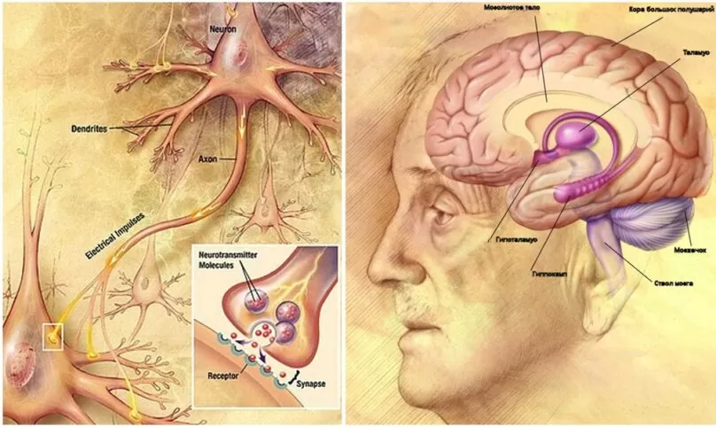 Строение мозга и нейронов